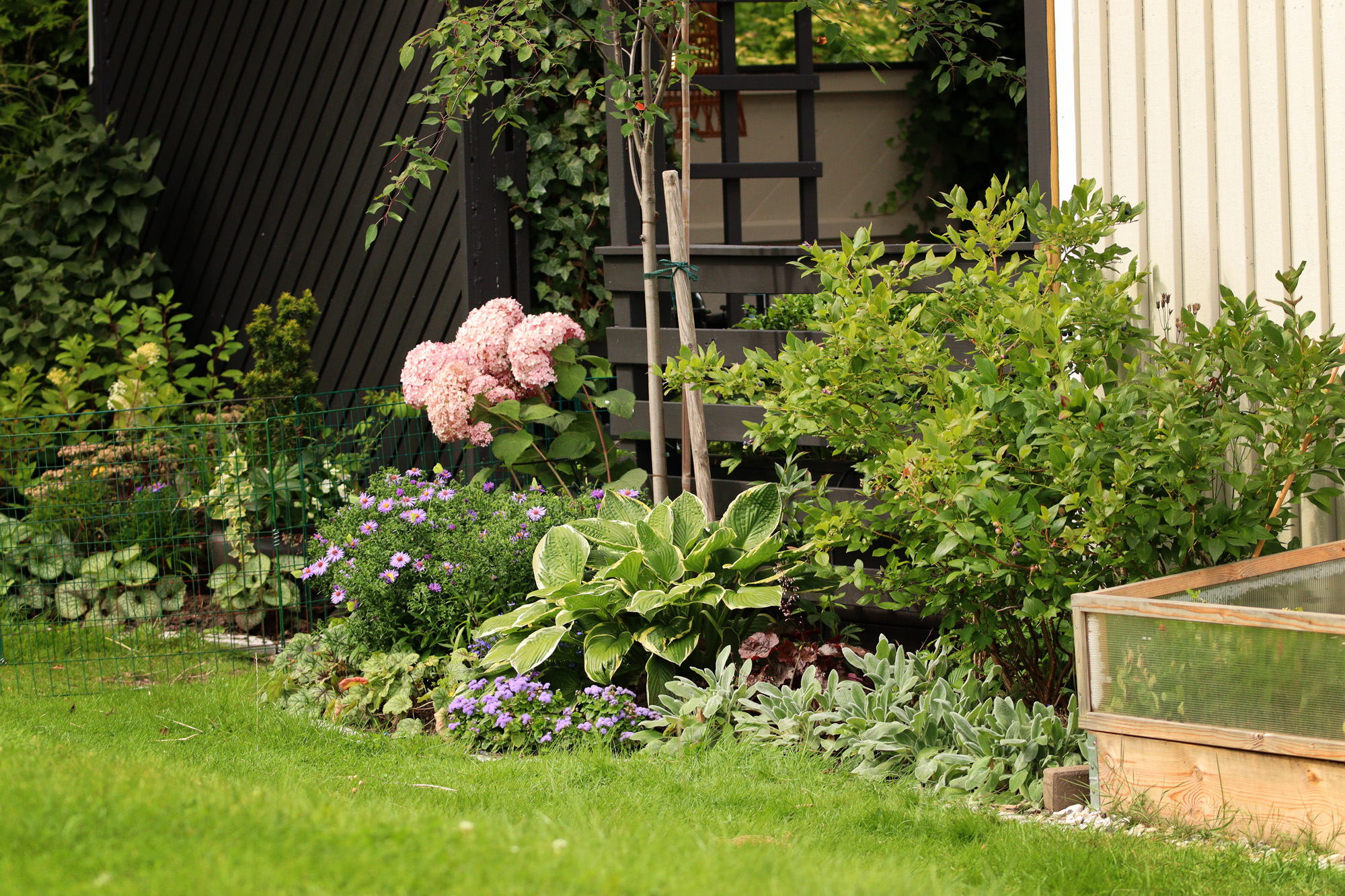 Sensommarrabatt Aster 'Early blue' fin ihop med Hortensia 'Invincible', Funkia, och Alunrot 'Green Spice'  Amerikanska blåbärsbuskar och Lammöron- Natalia Lindberg Trädgårdsdesign