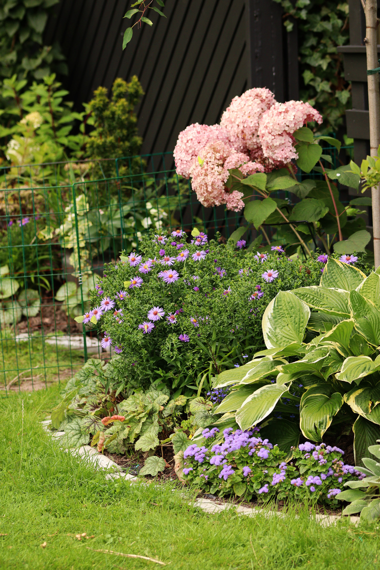 Aster early blue hosta hortenisa Invincible - Natalia Lindberg Trädgårdsdesign