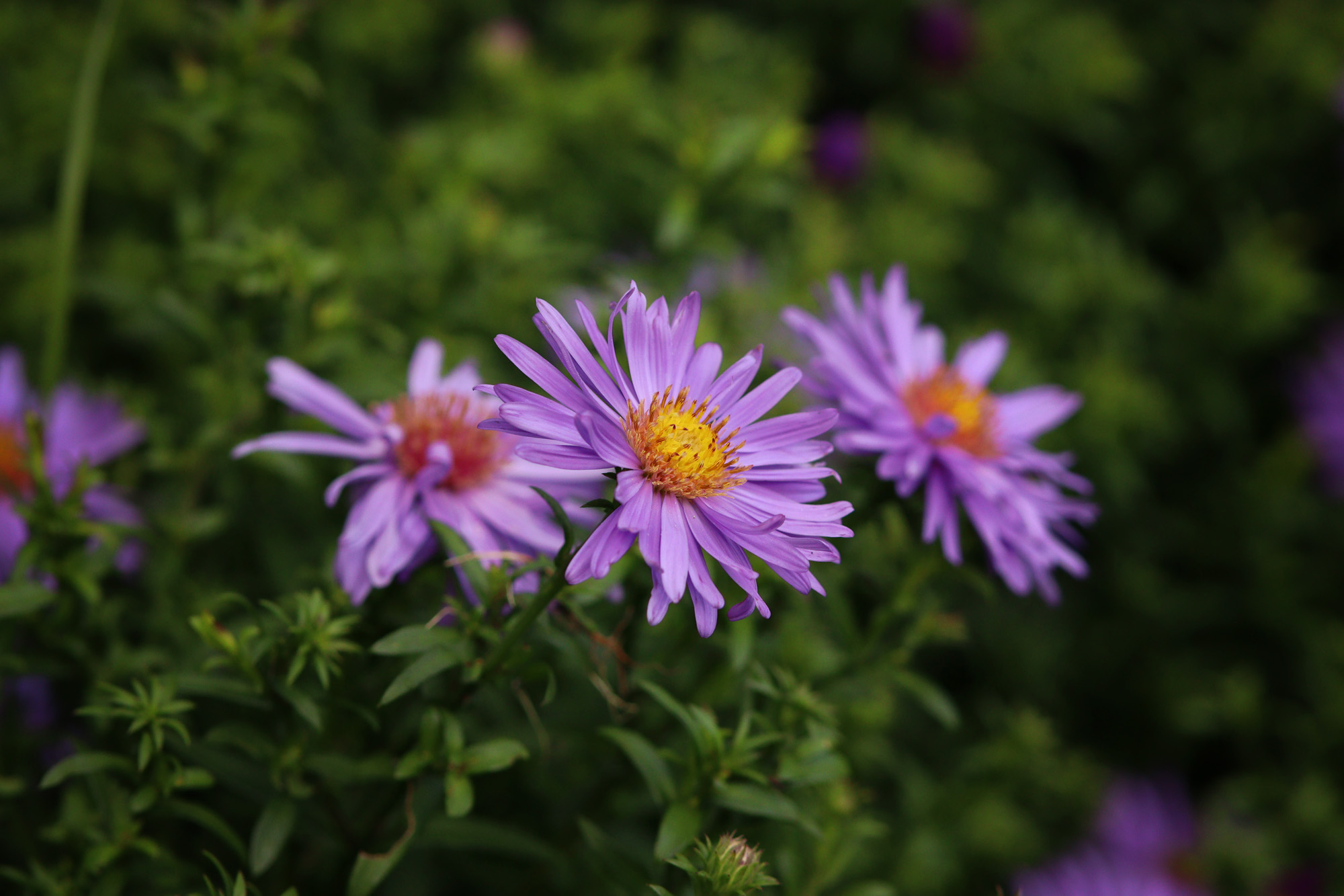 Aster 'Early Blue' - en senblommande fjärilsmagnet - Natalia Lindberg Trädgårdsdesign