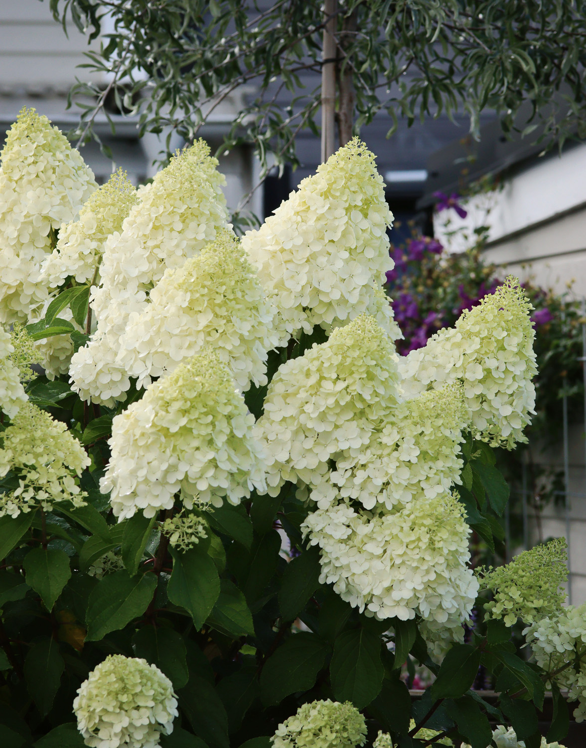 Hortensia Limelight på stam - Natalia Lindberg Trädgårdsdesign 