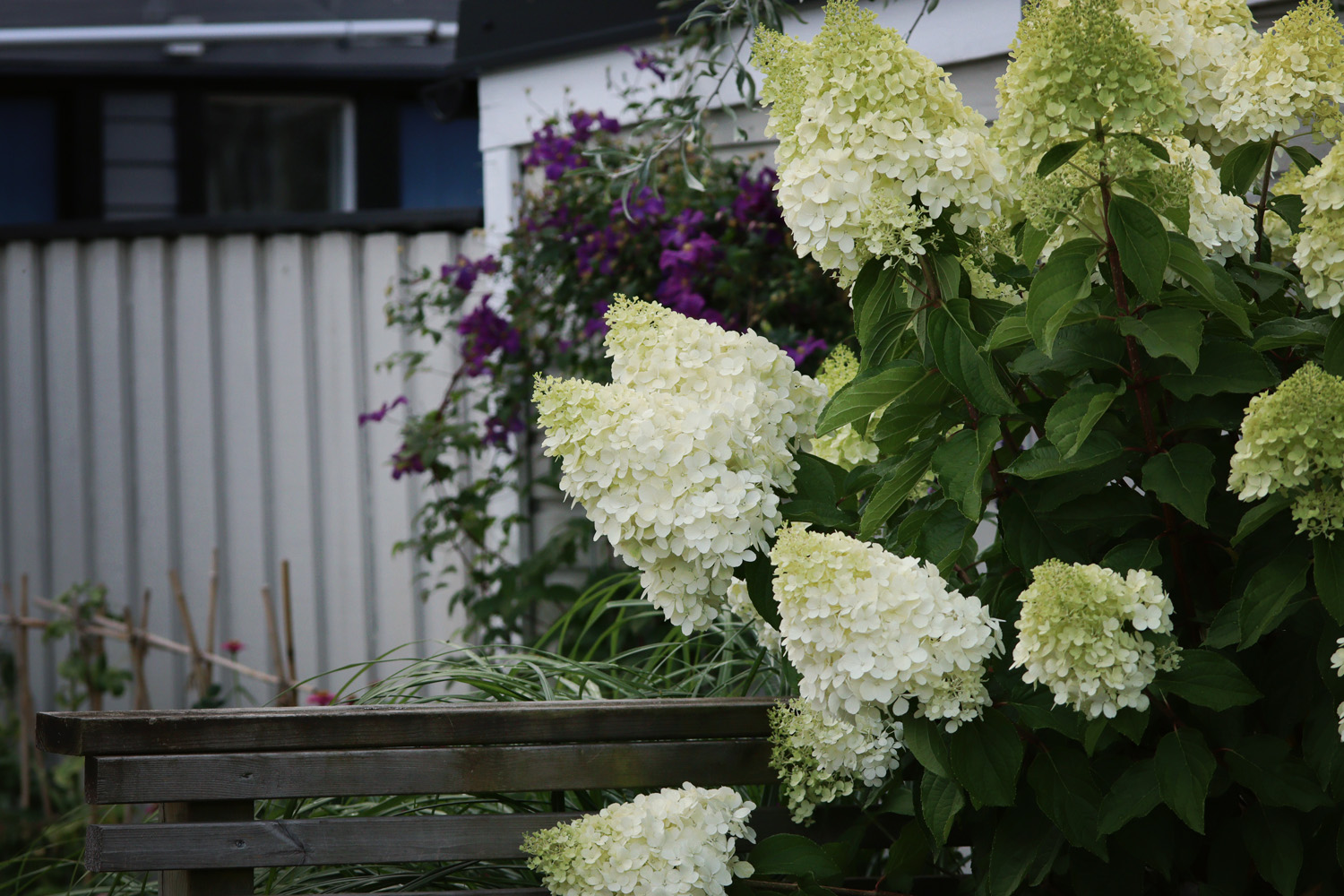 Hortensia Limelight blommor - Natalia Lindberg Trädgårdsdesign