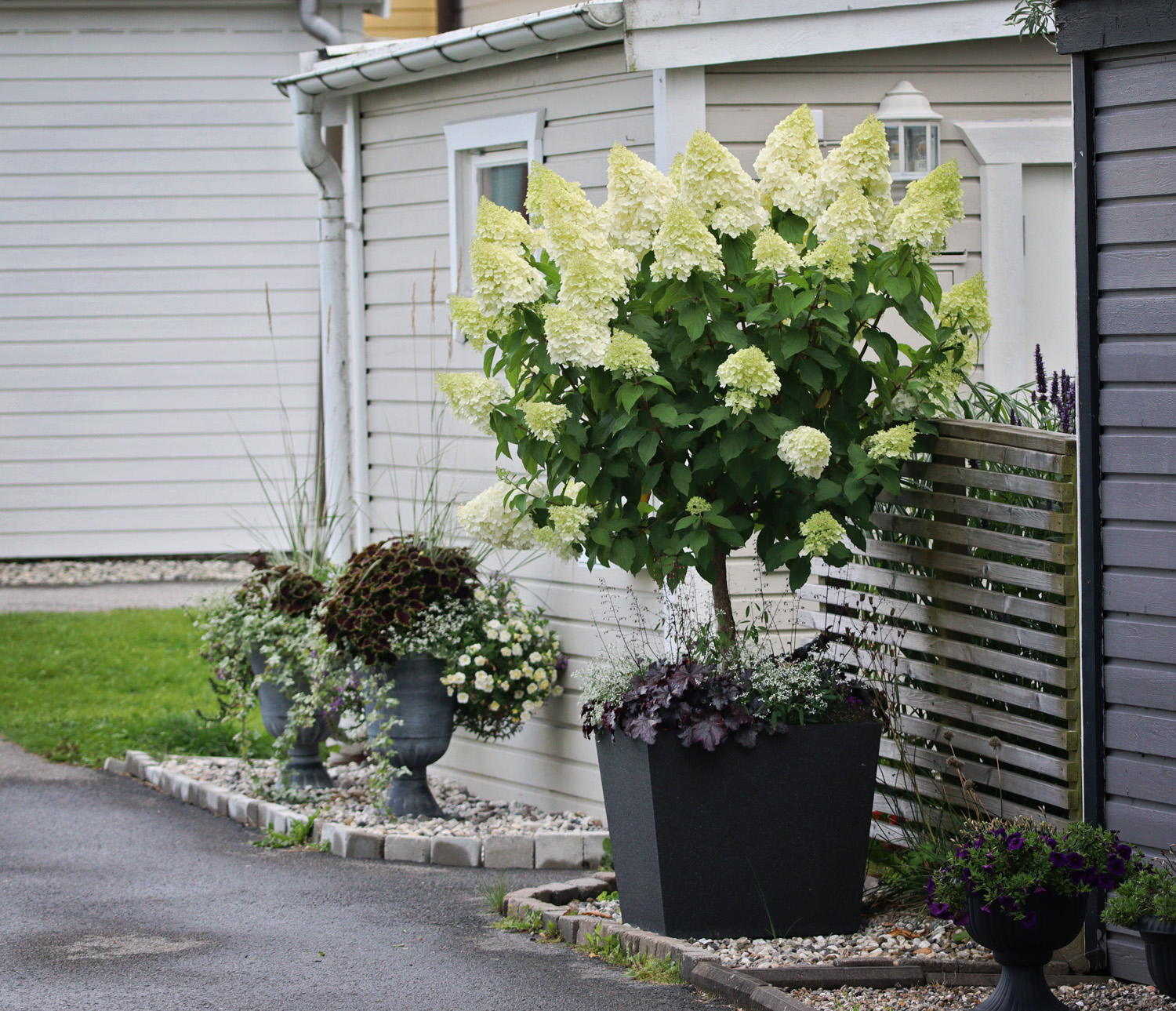 Hortensia Limelight i kruka - Natalia Lindberg Trädgårdsdesign