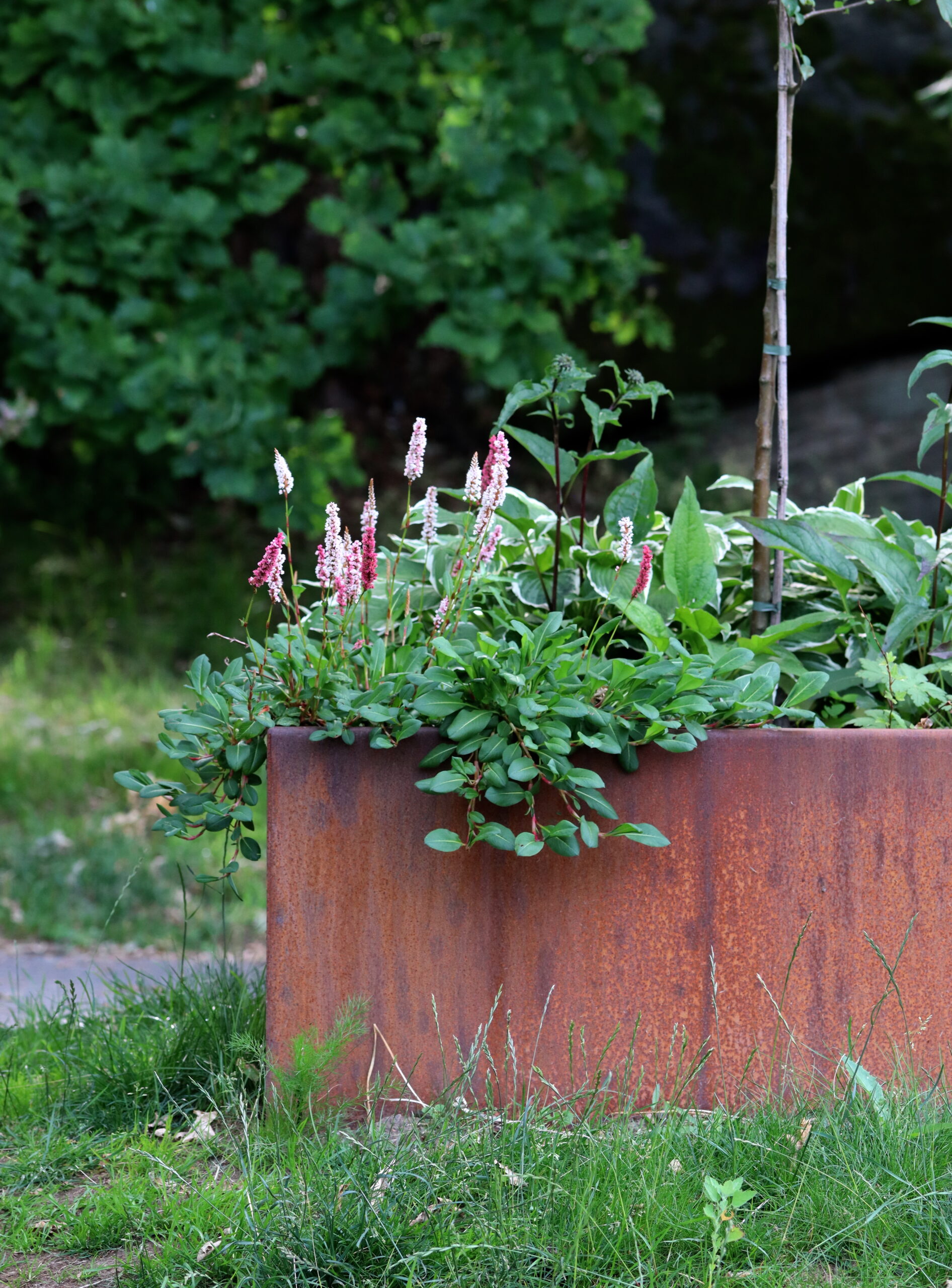 Couvre-sol en boîte cortén - Natalia Lindberg garden design