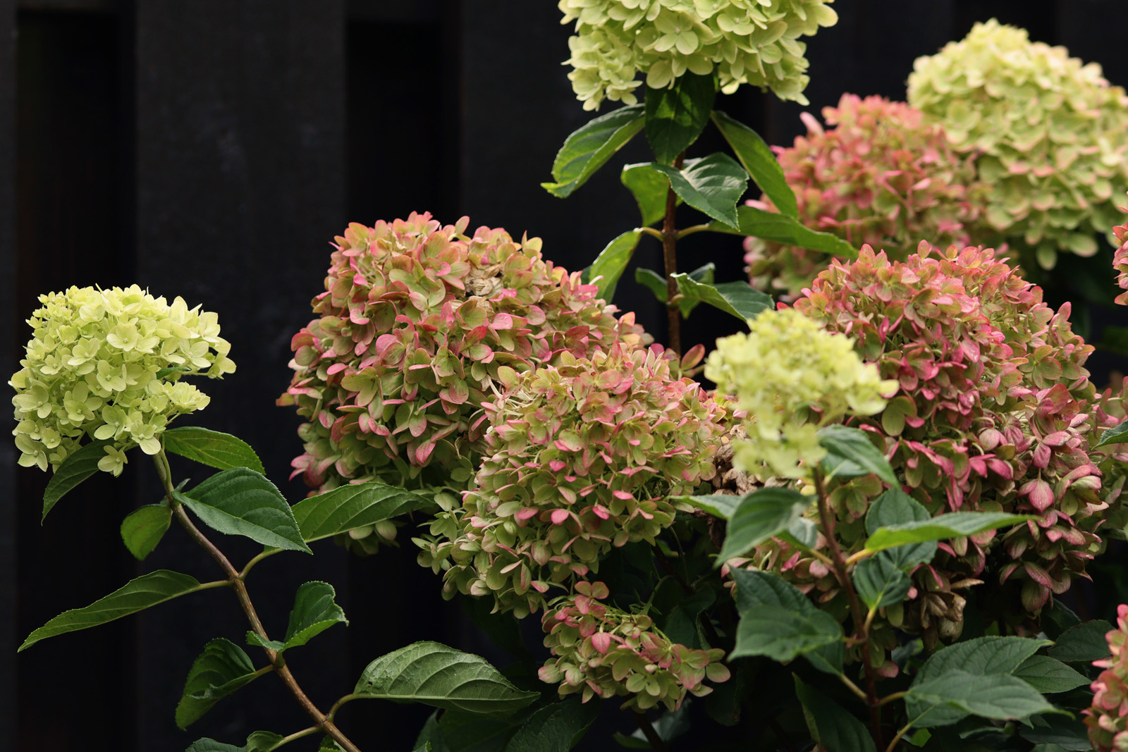 Hydrangea little lime hortensia  - Natalia Lindberg trädgårdsdesign