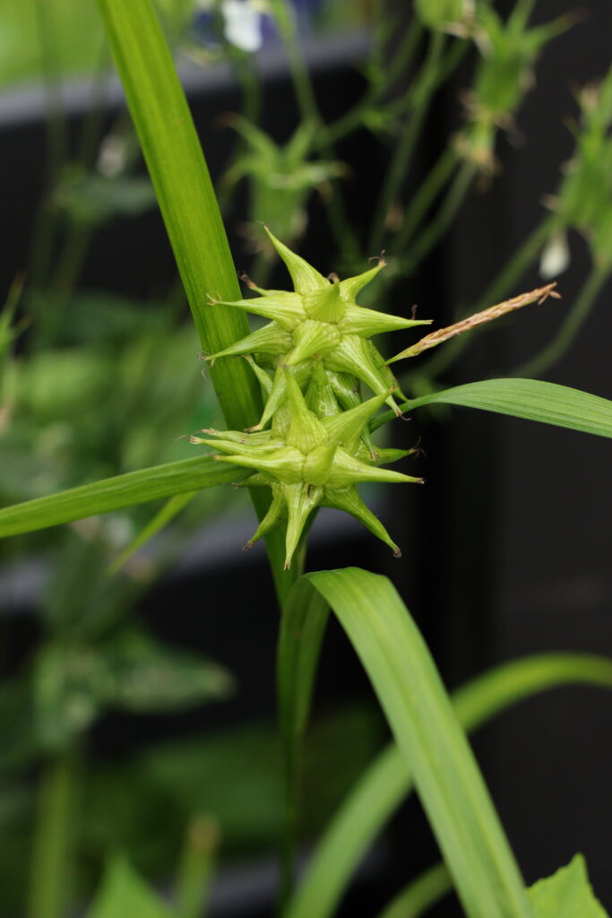 Spikklubbestarr Carex grayi - Natalia Lindberg Trädgårdsdesign