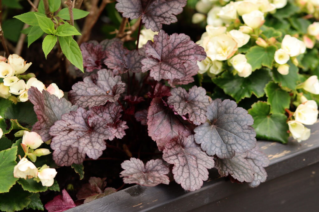 Alunrot plum pudding heuchera - Natalia Lindberg Trädgårdsdesign