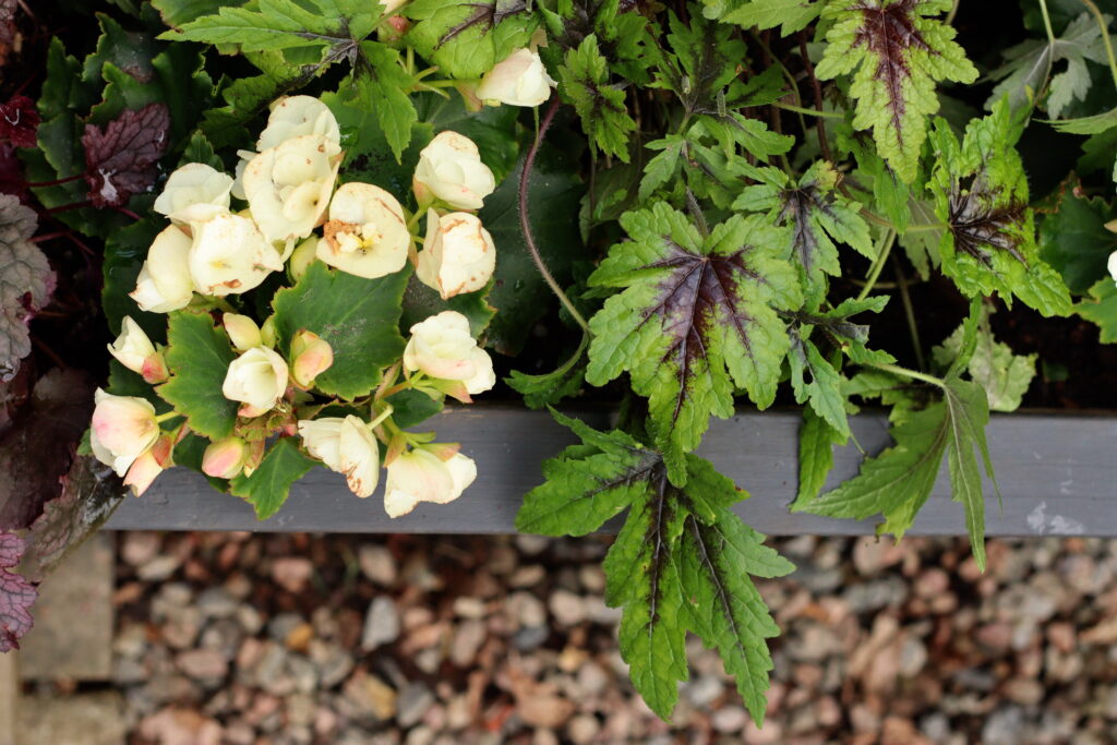 Tiarella Spetsmössa sugar and spice vit begonia - Natalia Lindberg Trädgårdsdesign