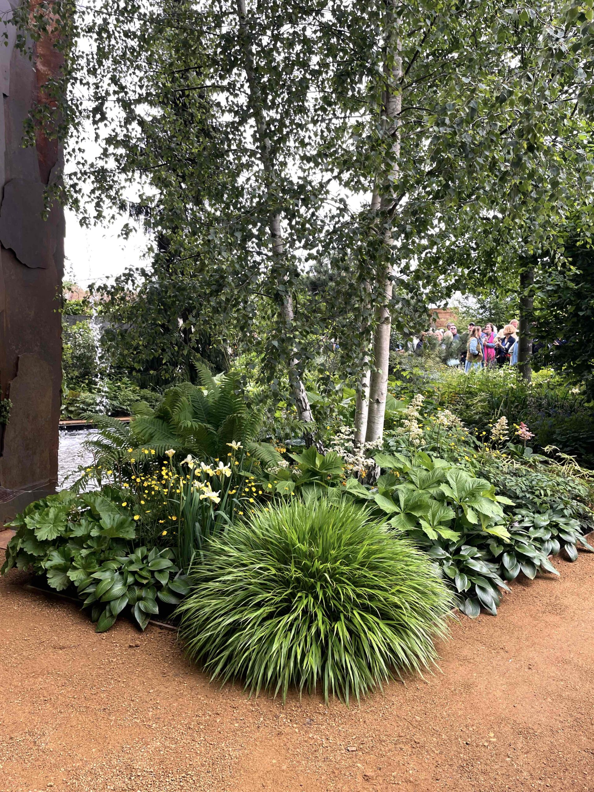 hakonegräs hakonechloa RHS Chelsea flower show 2022 - Natalia Lindberg Trädgårdsdesign