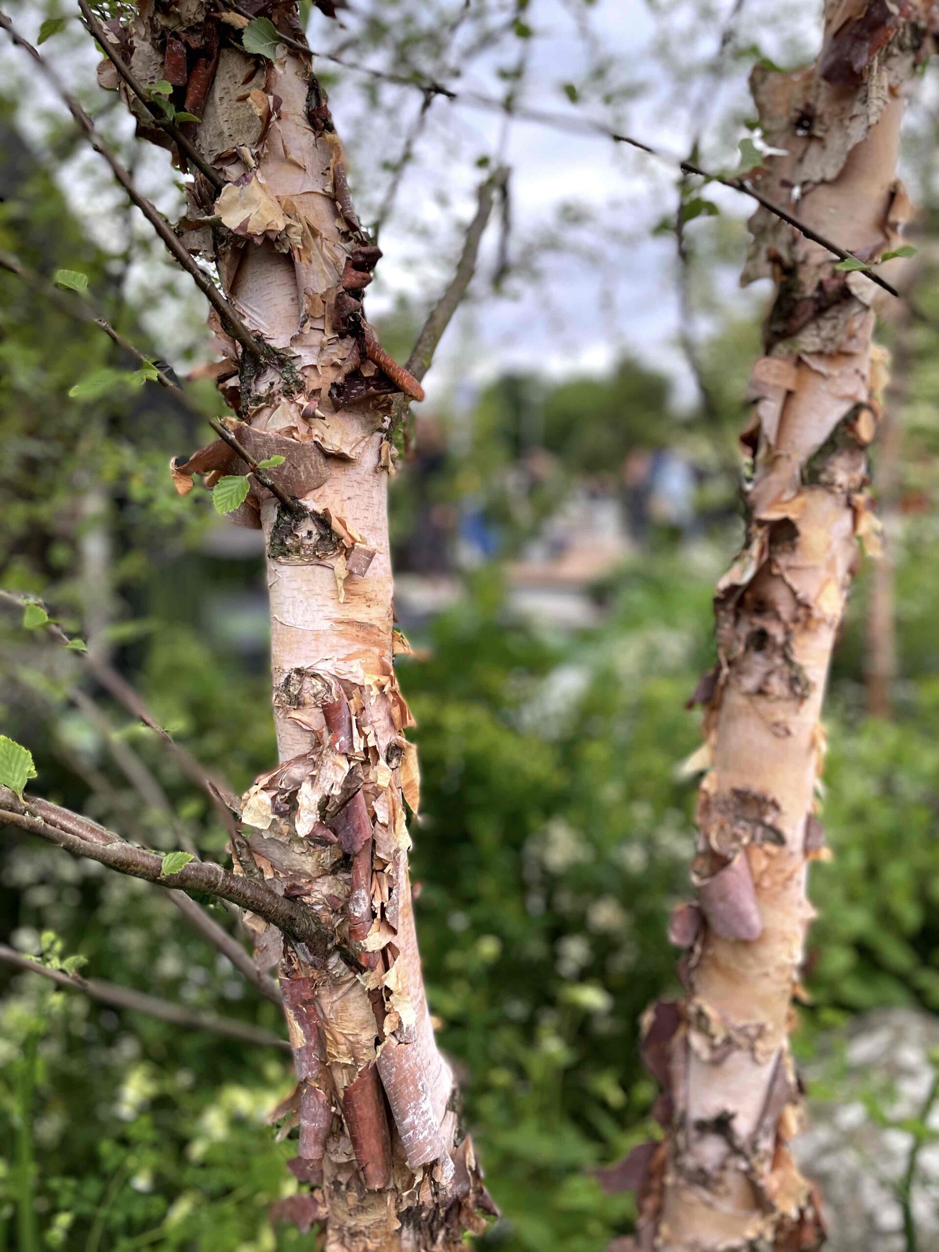 svartbjörk betula nigra RHS Chelsea flower show 2022 - Natalia Lindberg Trädgårdsdesign