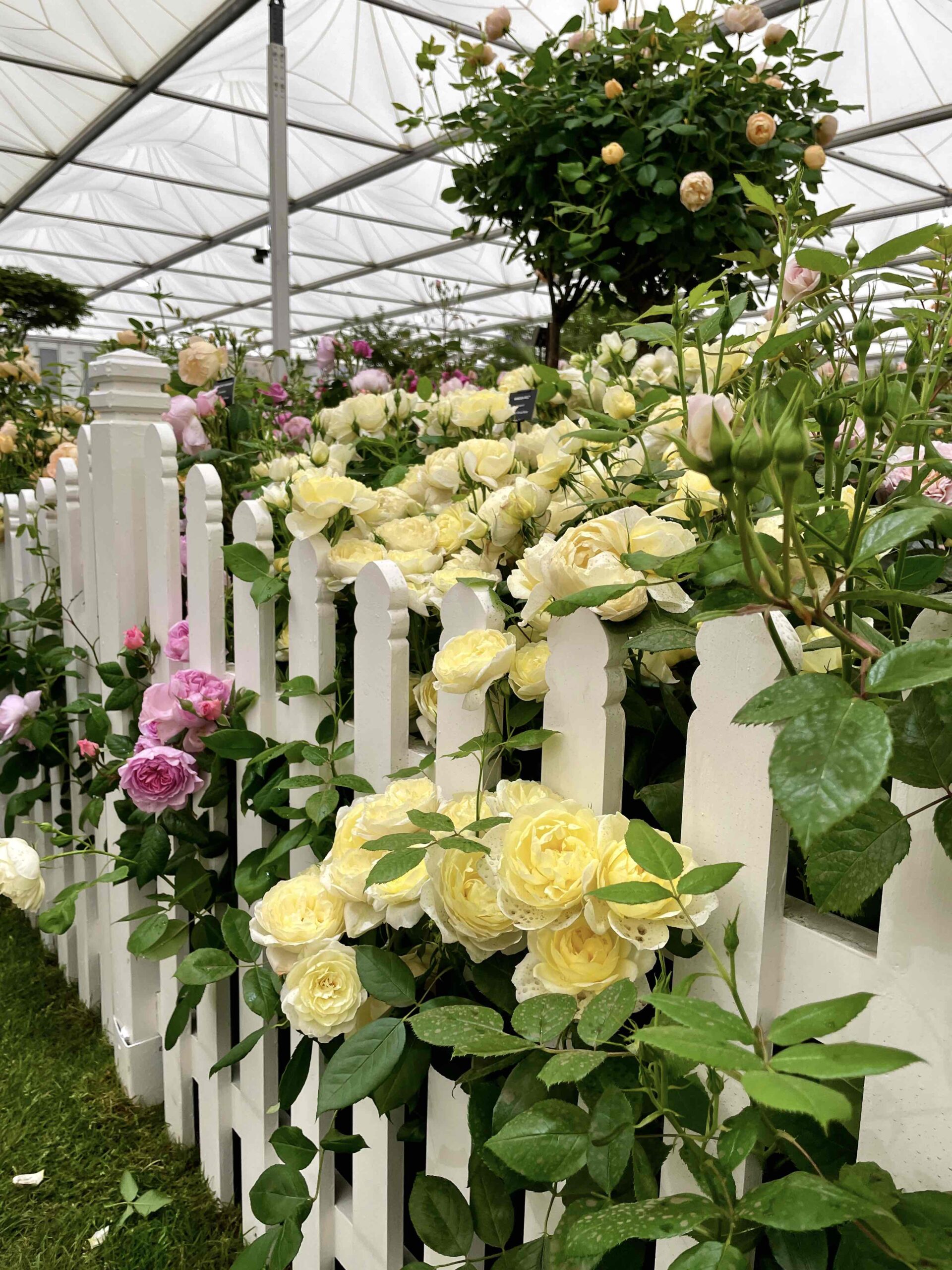 rosor roses David Austin RHS Chelsea flower show 2022 - Natalia Lindberg Trädgårdsdesign