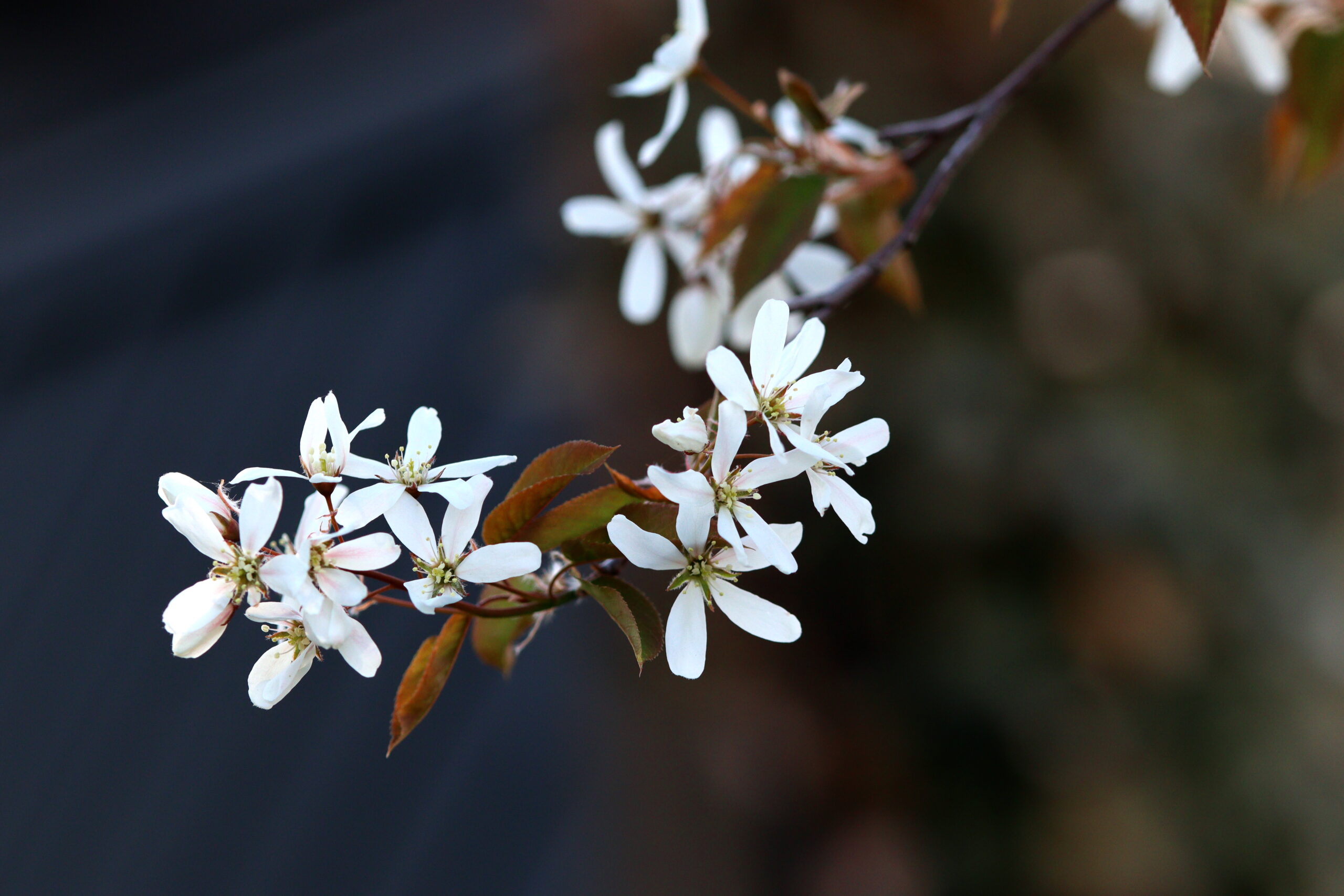 Häggmispel ‘Ballerina’ - Ett tåligt litet träd Amelanchier x grandiflora Ballerina natalia lindberg trädgårdsdesign