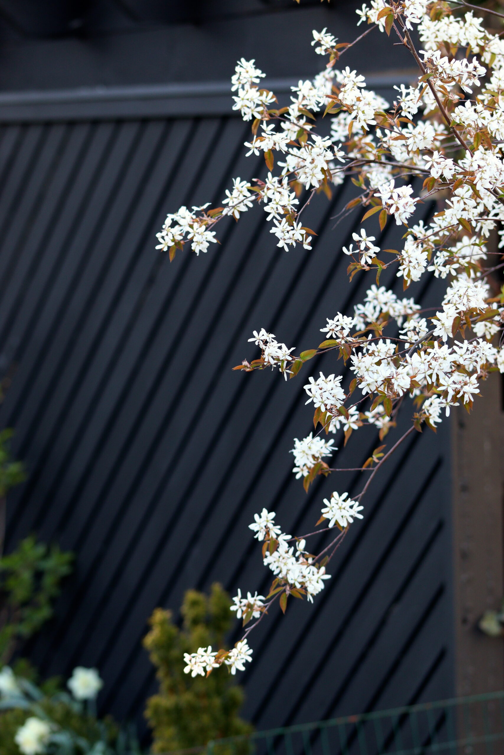 Häggmispel ‘Ballerina’ - Ett tåligt litet träd Amelanchier x grandiflora Ballerina natalia lindberg trädgårdsdesign