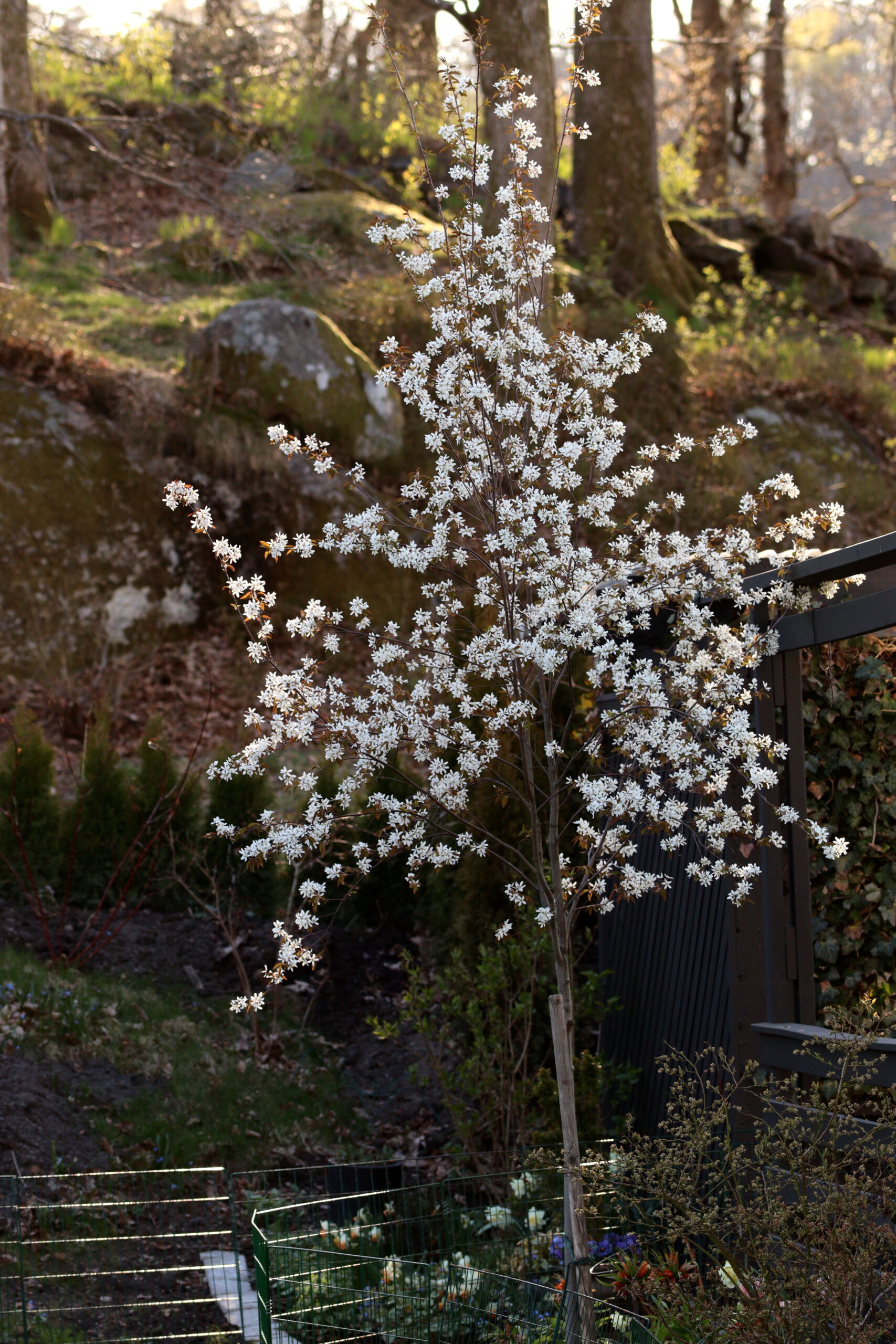 Häggmispel ‘Ballerina’ - Ett tåligt litet träd Amelanchier x grandiflora Ballerina natalia lindberg trädgårdsdesign