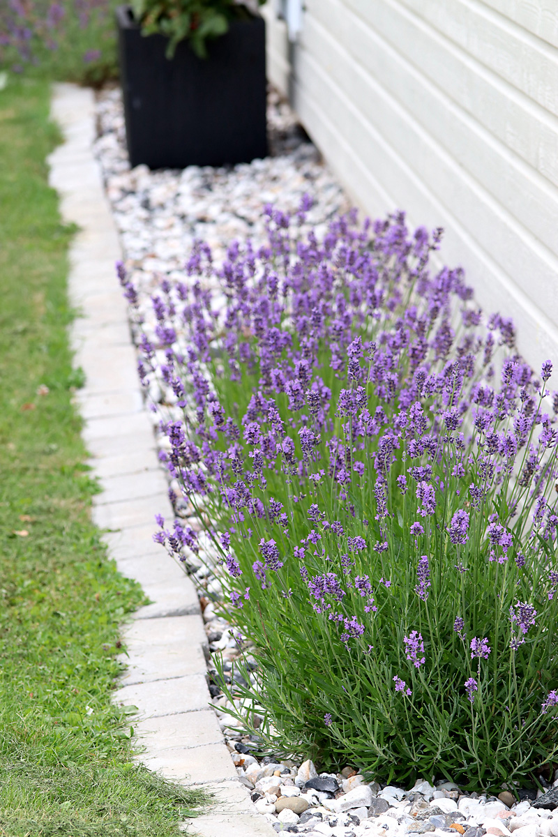 Lavendel - perenn för torrt och soligt läge - Natalia lindberg trädgårdsdesign