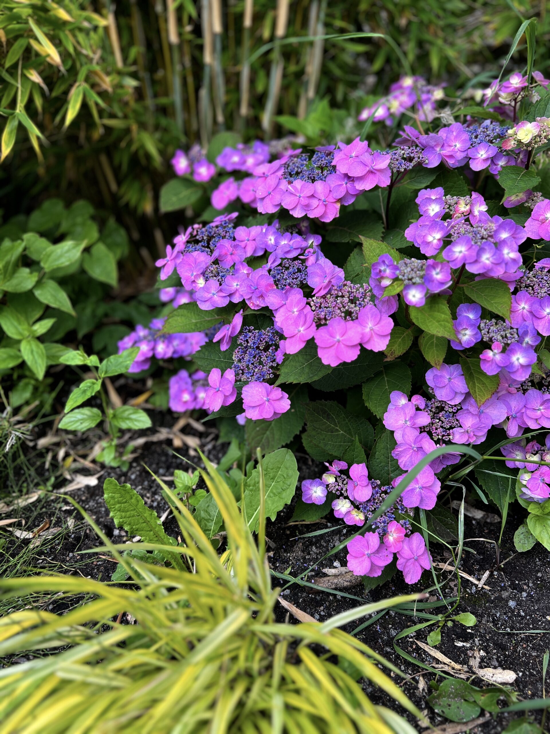 Hortenisa Hydrangea Lamona - Natalia Lindberg Trådgårdsdesign