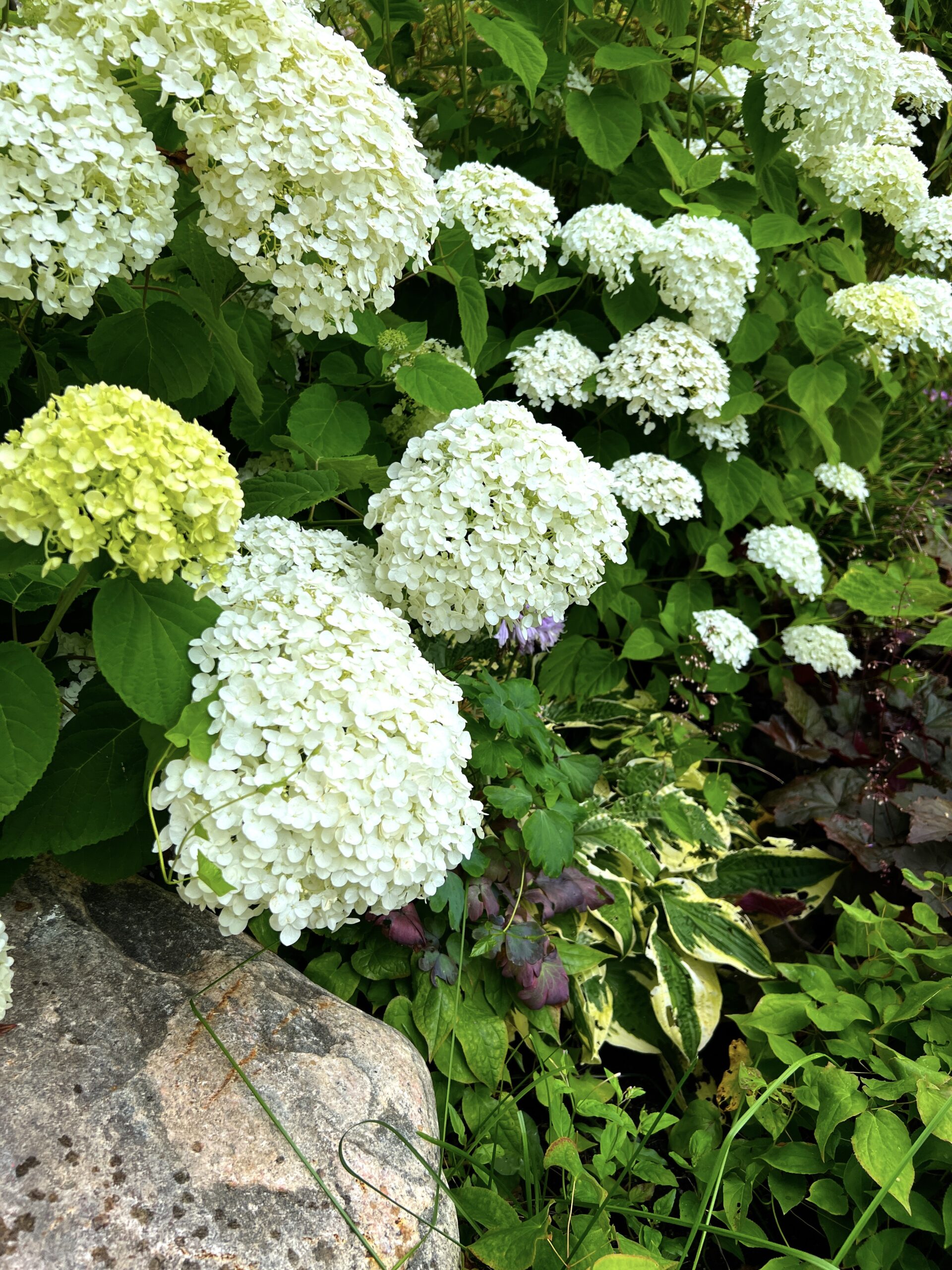 Rabatt för skuggigt läge: växtval och skötsel Hortenisa Hydrangea Strong Annabelle - Natalia Lindberg Trädgårdsdesign