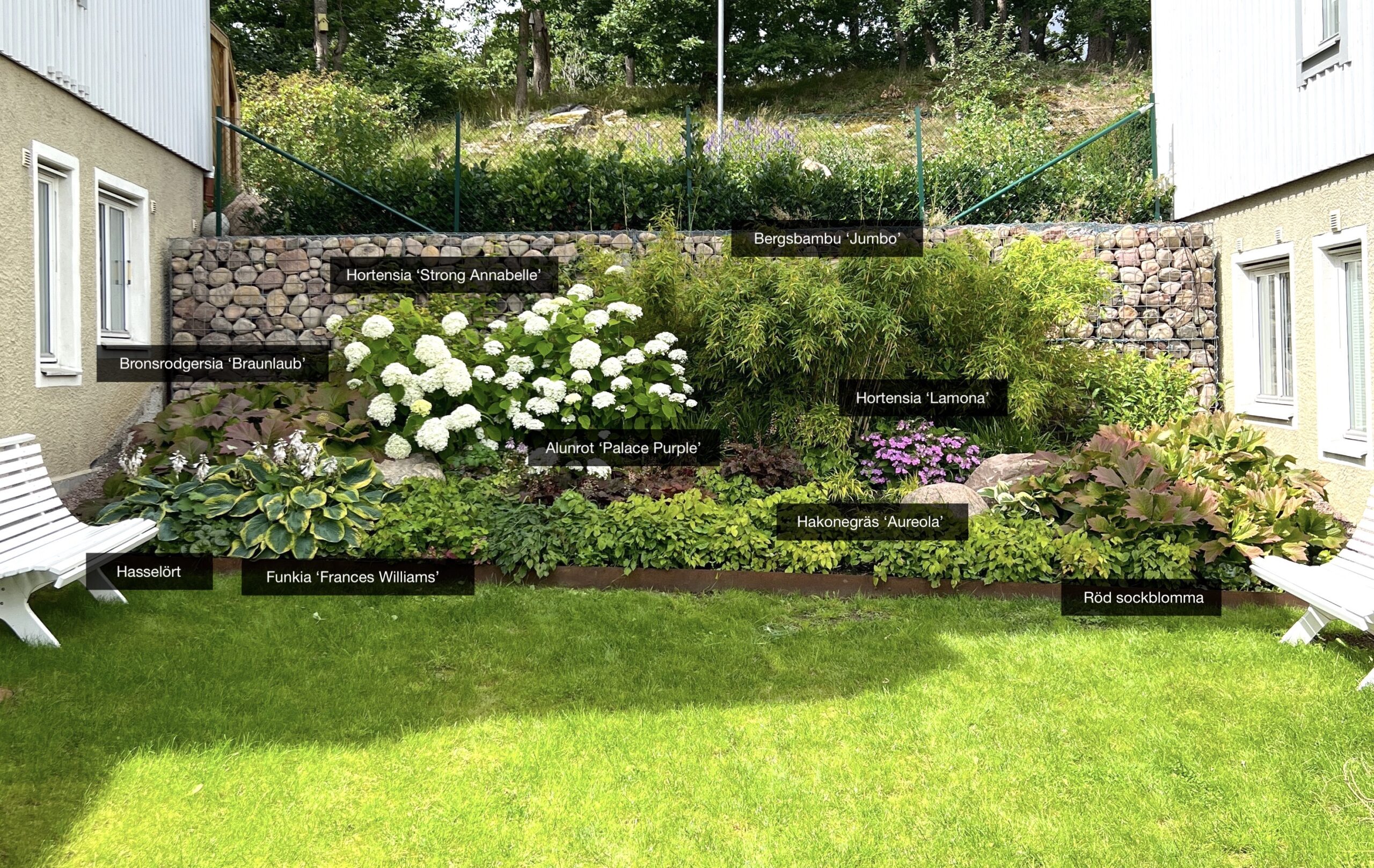 Réduction pour les endroits ombragés : sélection et entretien des plantes - Natalia Lindberg garden design