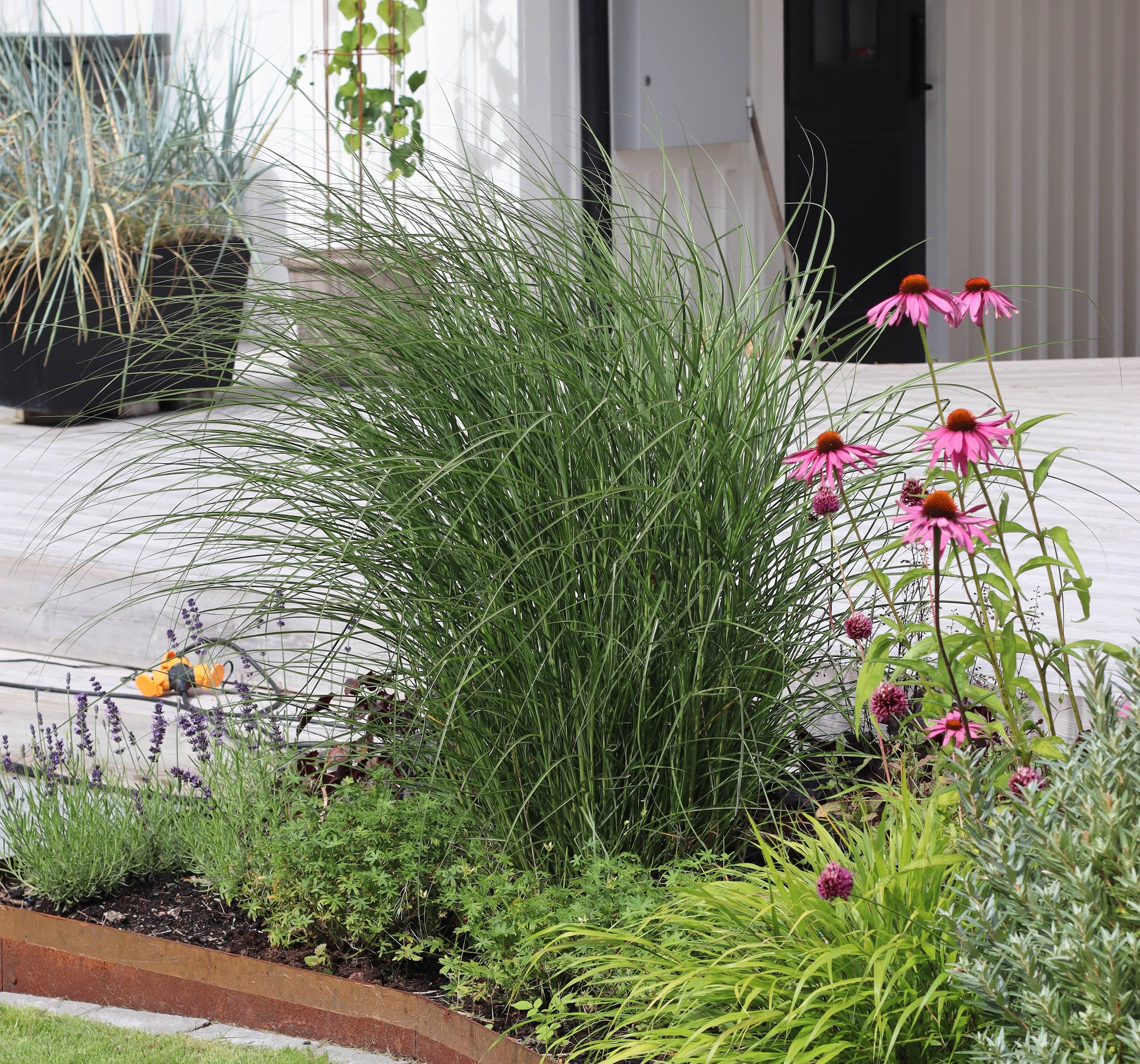 Miscanthus sinensis - Natalia Lindberg Trädgårdsdesign