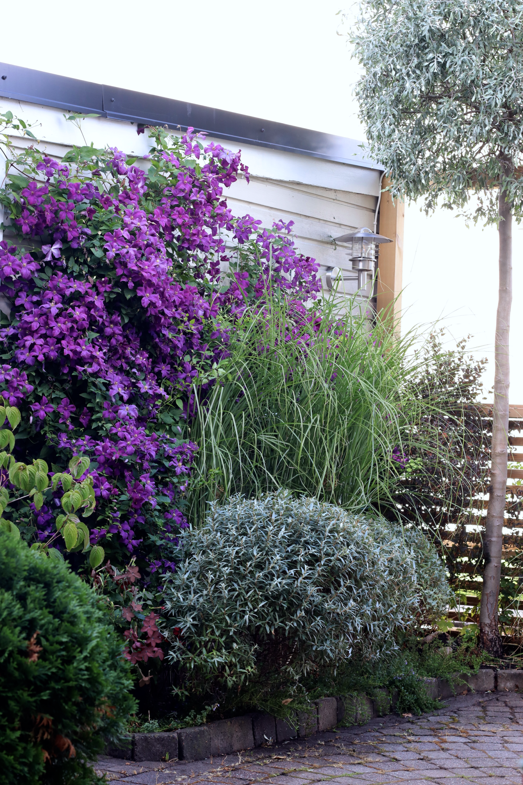 Rabatt silver purpur havtorn hikul silverpäron miscanthus morning light klematis jackmanii- Natalia Lindberg trädgårdsdesign