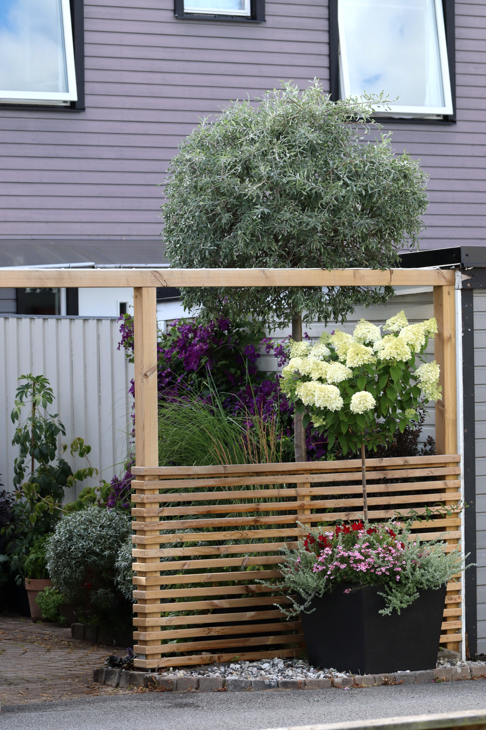 Rabatt silver purpur silverpäron hortensia limelight klematis jackmanii - Natalia Lindberg trädgårdsdesign