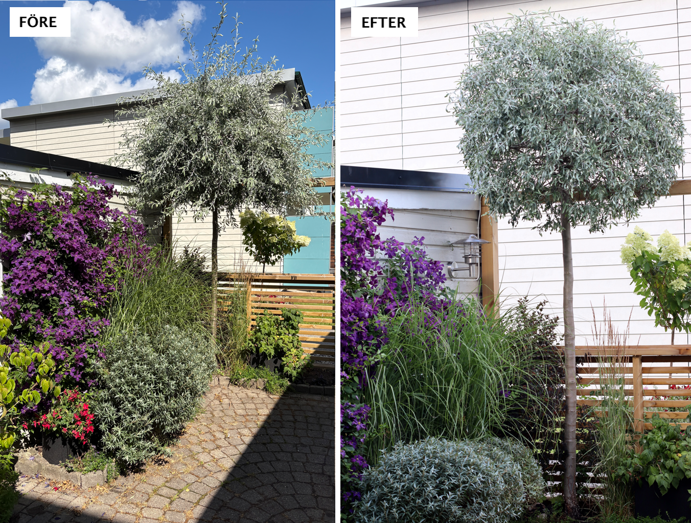Beskära silverpäron Pyrus salicifolia klot formklippt före och efter - Natalia Lindberg trädgårdsdesign